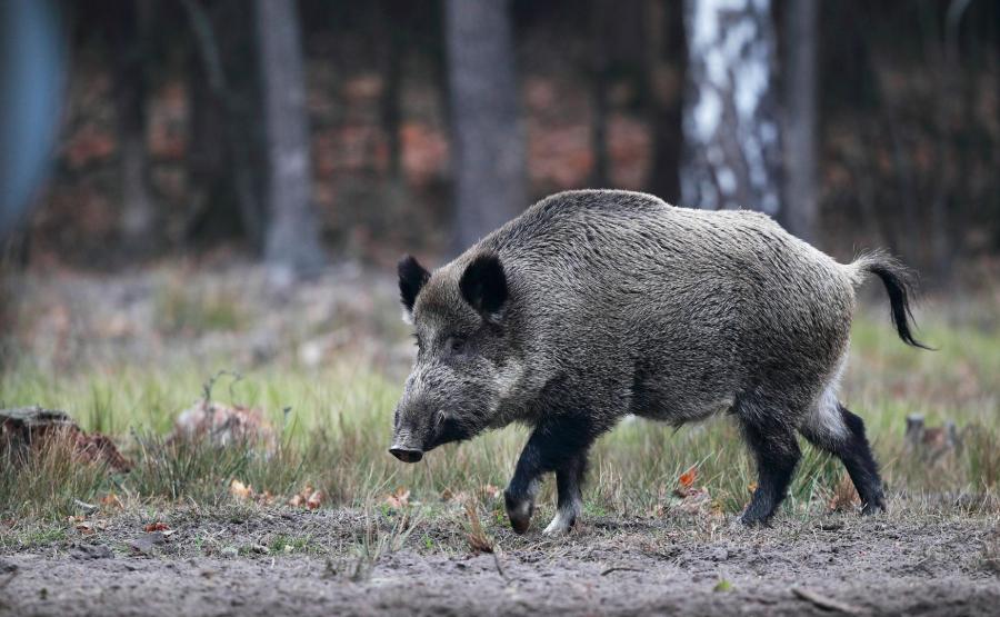 Żołnierze będą polować na dziki Siemoniak udostępnia list szefa sztabu MON odpowiada