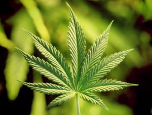 Kontrowersyjny apel za legalizacją trawki