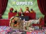 Muppety mają gwiazdę w Alei Sław