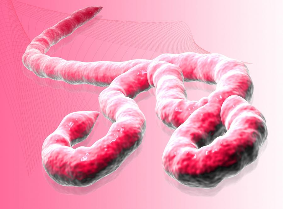 1. Wirus ebola